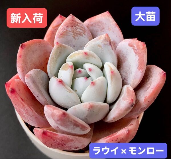 新入荷★韓国苗★ラウイ×モンロー★レア種★可愛い紅葉大苗★超美苗★多肉植物★エケベリア