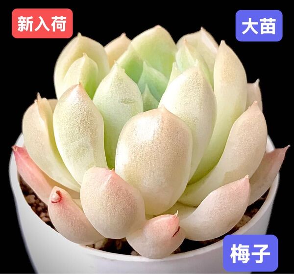 新入荷★韓国苗★梅子★レア種★可愛い紅葉大苗★超美苗★多肉植物★エケベリア