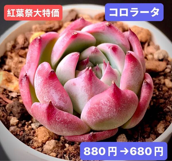 紅葉祭大特価★新入荷★韓国苗★コロラータ★可愛い紅葉超美苗★多肉植物★エケベリア