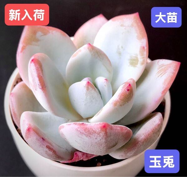 新入荷★韓国苗★玉兎★レア種★可愛い紅葉大苗★超美苗★多肉植物★エケベリア