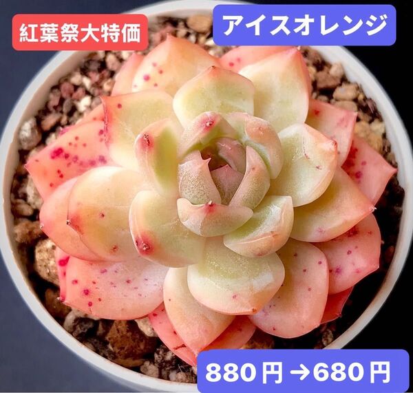 紅葉祭大特価★新入荷★韓国苗★アイスオレンジ★可愛い紅葉大苗★超美苗★多肉植物★エケベリア