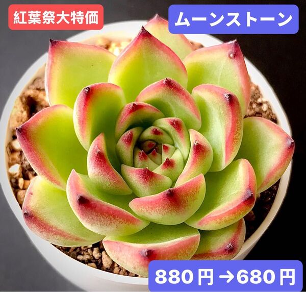 紅葉祭大特価★新入荷★韓国苗★ムーンストーン★可愛い紅葉大苗★超美苗★多肉植物★エケベリア
