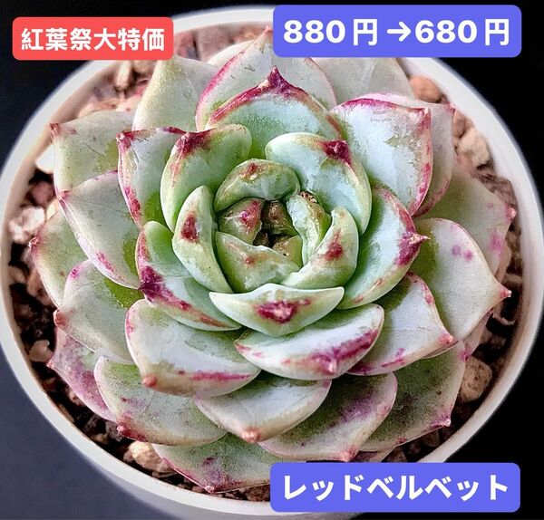 紅葉祭大特価★新入荷★韓国苗★レッドベルベット★可愛い紅葉大苗★超美苗★多肉植物★エケベリア
