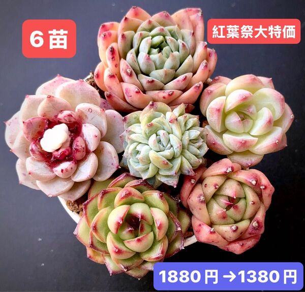 紅葉祭大特価★6苗1380円★韓国苗★純愛、桜の桃、苺ジャム、緑薔薇群生等★レア種★可愛い紅葉超美苗★多肉植物★エケベリア