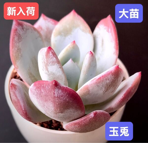 新入荷★韓国苗★玉兎★レア種★可愛い紅葉大苗★超美苗★多肉植物★エケベリア