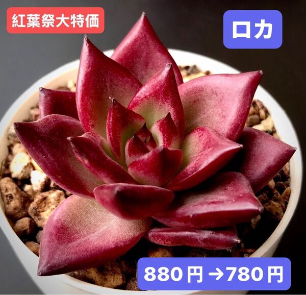 紅葉祭大特価★新入荷★韓国苗★ロカ★可愛い紅葉大苗★超美苗★多肉植物★エケベリア