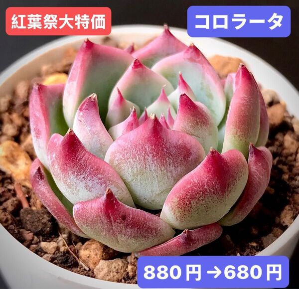 紅葉祭大特価★新入荷★韓国苗★コロラータ★可愛い紅葉超美苗★多肉植物★エケベリア