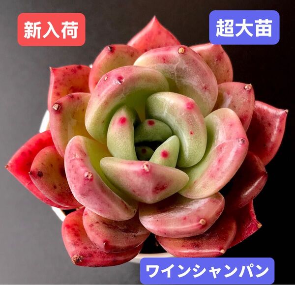 新入荷★韓国苗★ワインシャンパン★レア種★可愛い紅葉超大苗★超美苗★多肉植物★エケベリア