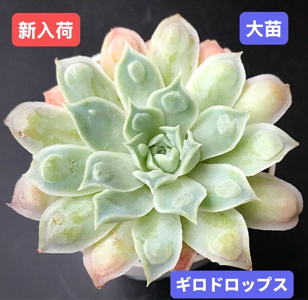 新入荷★韓国苗★ギロドロップス★レア種★可愛い紅葉大苗★超美苗★多肉植物★エケベリア