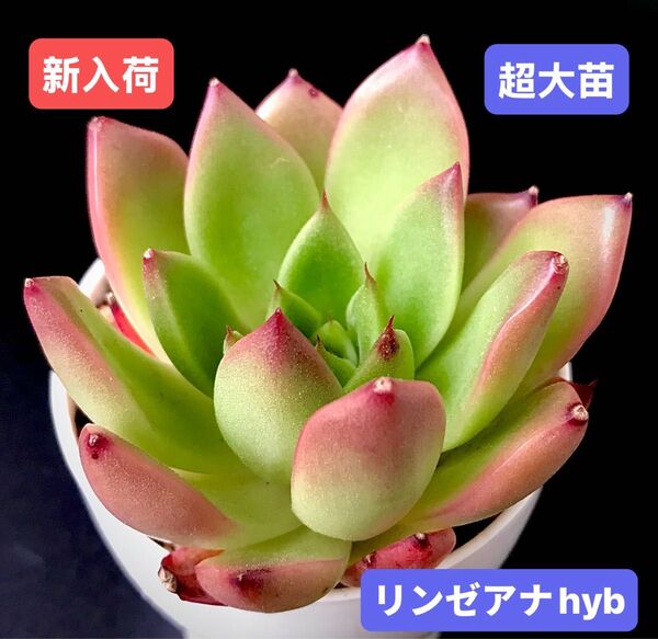 新入荷★韓国苗★リンゼアナhyb★レア種★可愛い紅葉超大苗★超美苗★多肉植物★エケベリア