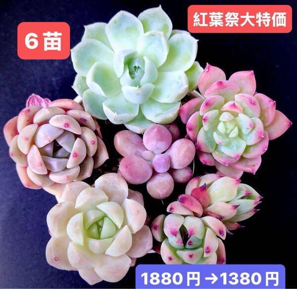 紅葉祭大特価★6苗1380円★韓国苗★白月影、AKマリア、ピンク真珠、紫芋パイ等★レア種★可愛い紅葉超美苗★多肉植物★エケベリア