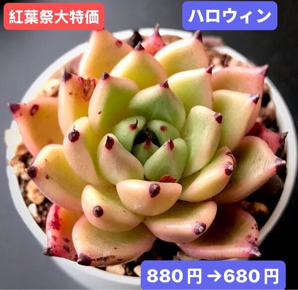 紅葉祭大特価★新入荷★韓国苗★ハロウィン★可愛い紅葉超美苗★多肉植物★エケベリア
