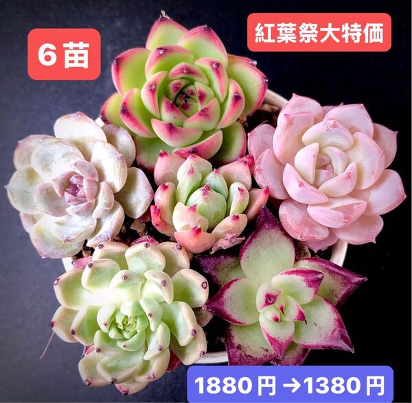 紅葉祭大特価★6苗1380円★韓国苗★ムーンストーン、桜飴心、芙蓉×雪顔等★レア種★可愛い紅葉超美苗★多肉植物★エケベリア
