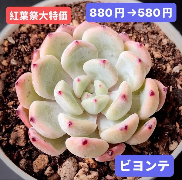 紅葉祭大特価★新入荷★韓国苗★ビヨンテ★可愛い紅葉超美苗★多肉植物★エケベリア
