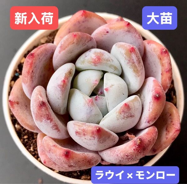 新入荷★韓国苗★ラウイ×モンロー★レア種★可愛い紅葉大苗★超美苗★多肉植物★エケベリア