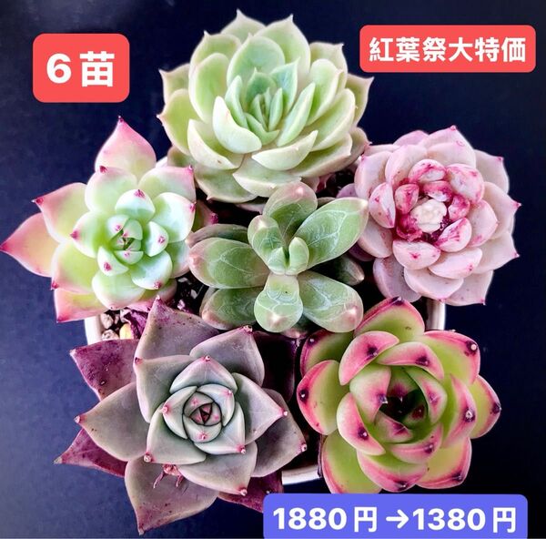 紅葉祭大特価★6苗1380円★韓国苗★アンスノ-、AKマリア、苺ジャム、星の痕等★レア種★可愛い紅葉超美苗★多肉植物★エケベリア