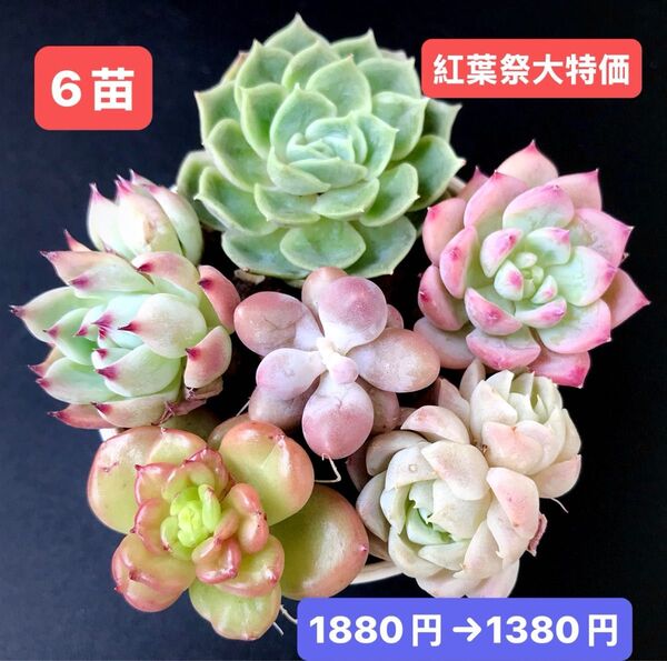 紅葉祭大特価★6苗1380円★韓国苗★アンスノ-、コロラータ双頭、AKマリア等★レア種★可愛い紅葉超美苗★多肉植物★エケベリア