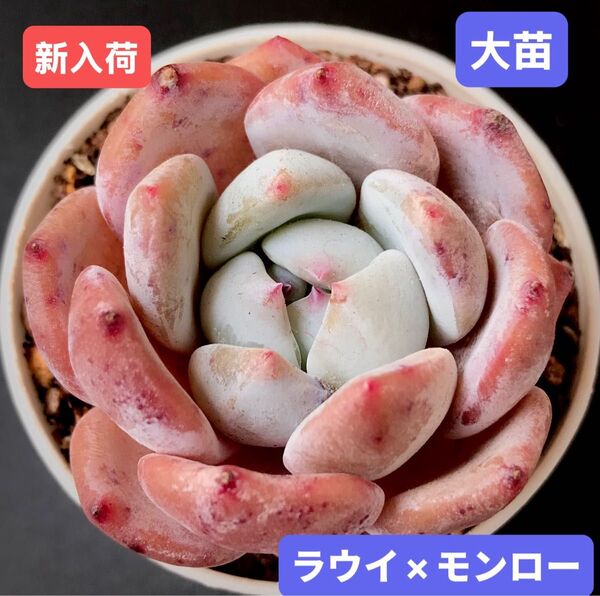 新入荷★韓国苗★ラウイ×モンロー★レア種★可愛い紅葉大苗★超美苗★多肉植物★エケベリア