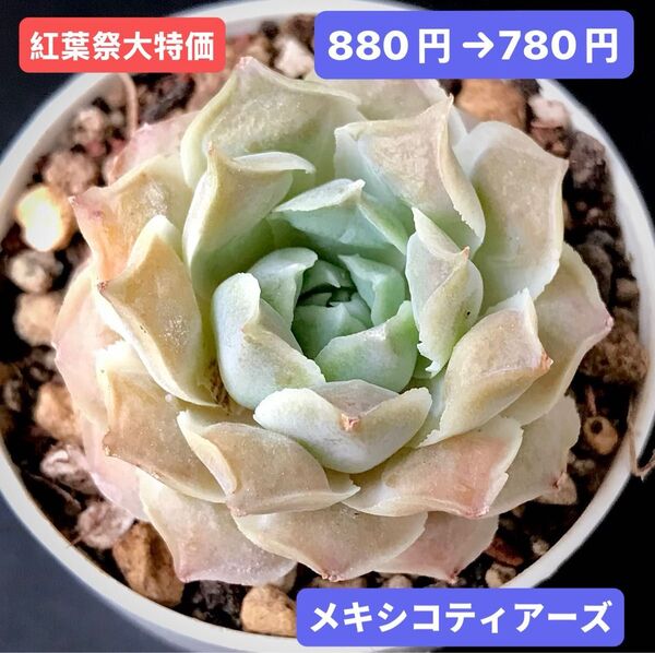 紅葉祭大特価★新入荷★韓国苗★メキシコティアーズ★可愛い紅葉大苗★超美苗★多肉植物★エケベリア