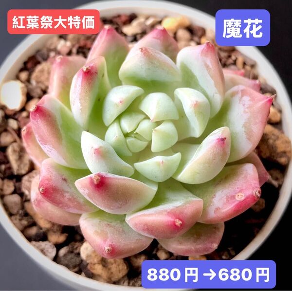 紅葉祭大特価★新入荷★韓国苗★魔花★可愛い紅葉大苗★超美苗★多肉植物★エケベリア