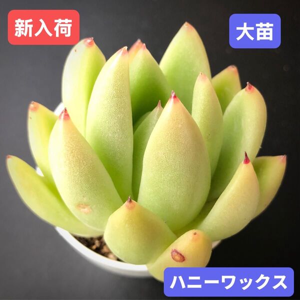 新入荷★韓国苗★ハニーワックス★レア種★可愛い紅葉大苗★超美苗★多肉植物★エケベリア
