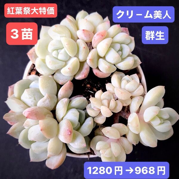紅葉祭大特価★3苗968円★韓国苗★クリ-ム美人・群生★レア種★可愛い紅葉超美苗★多肉植物★エケベリア