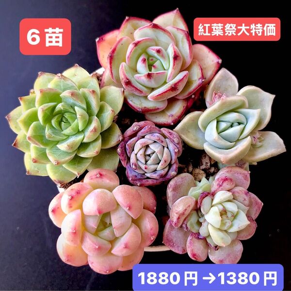 紅葉祭大特価★6苗1380円★韓国苗★ドイツシャンパン、ラブリーローズ双頭等★レア種★可愛い紅葉超美苗★多肉植物★エケベリア