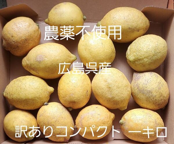 広島呉産、わけありレモン一キロ