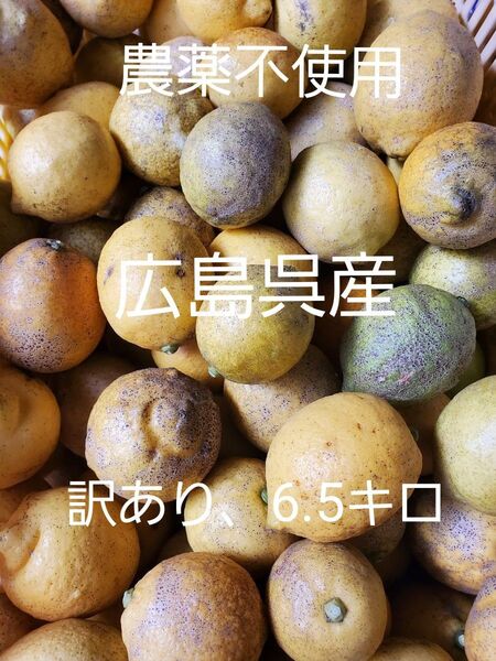 広島呉産わけありレモン6.5キロ、加工果汁向け