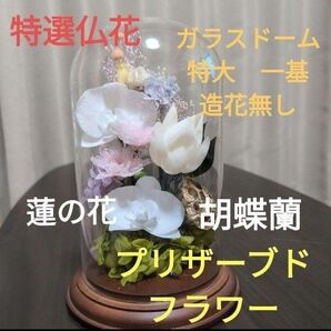 特選仏花 蓮の花 (清らかな心) ガラスドーム特大 プリザーブドフラワー造花無し