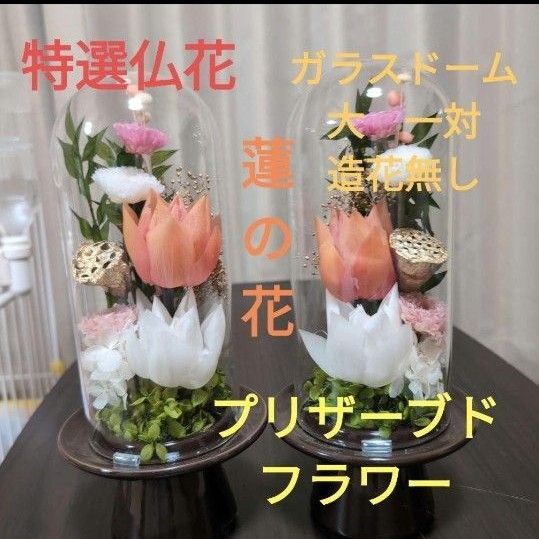 特選仏花 ガラスドーム 大 一対 蓮の花 造花無し プリザーブドフラワー