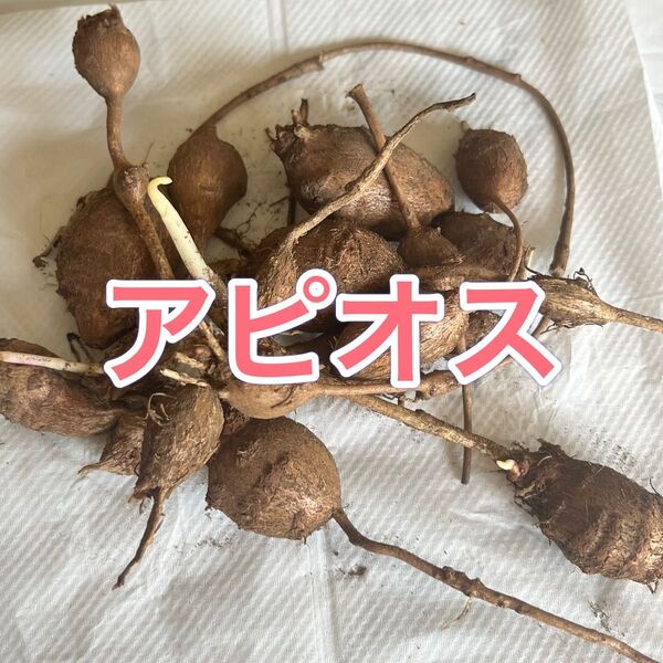 アピオス種芋 約150g 東京都産 農薬不使用 健康食材 グリーンカーテン 野菜