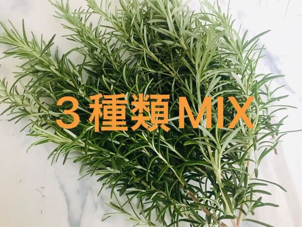 お試しサイズローズマリー切り枝★立性・半立性・這性をミックス ★天然ハーブ 料理