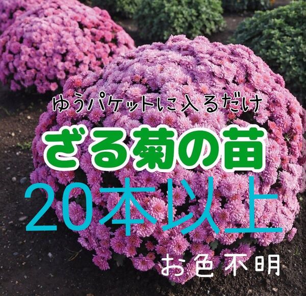 ザル菊の苗(花の色不明)ネコポスにたくさん