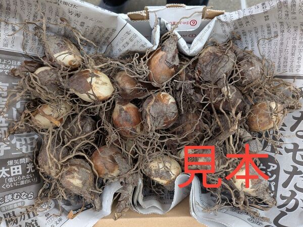 彼岸花 球根 赤 30球