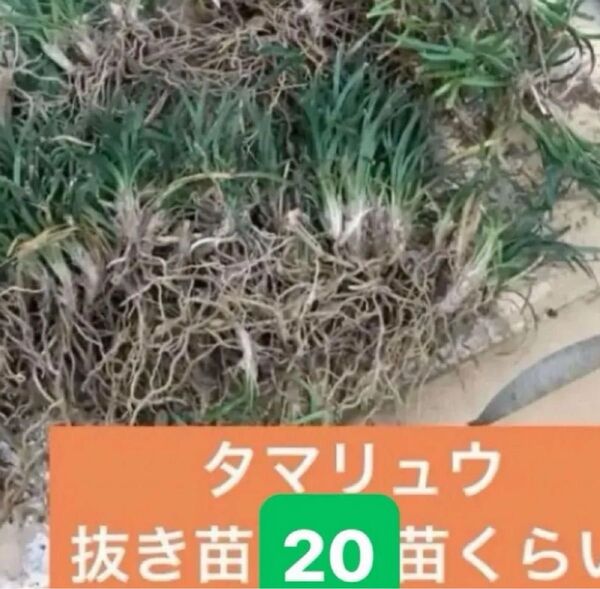 ジャノヒゲの仲間【タマリュウ20芽】グランドカバー 雑草抑制