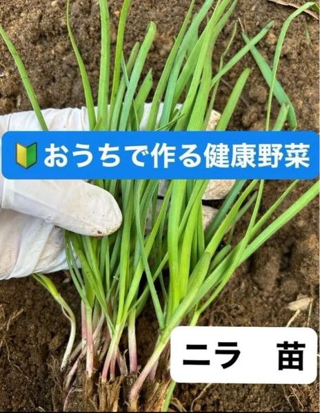 ニラ苗 おうちで作れる健康野菜 家庭菜園 初心者向き