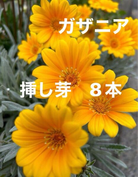 葉の色が美しい♪【ガザニア 挿し芽】ビィクトンオレンジ