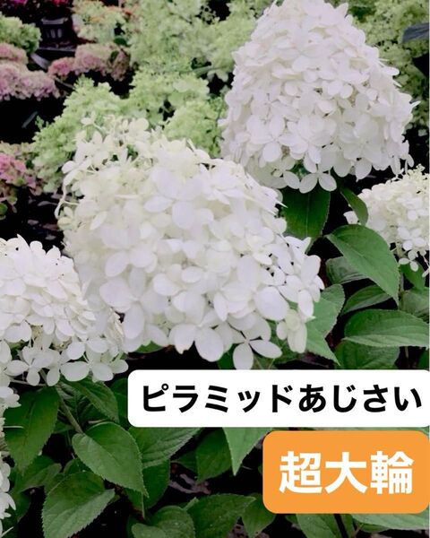 超大輪 ピラミッドあじさい 白 1苗 紫陽花