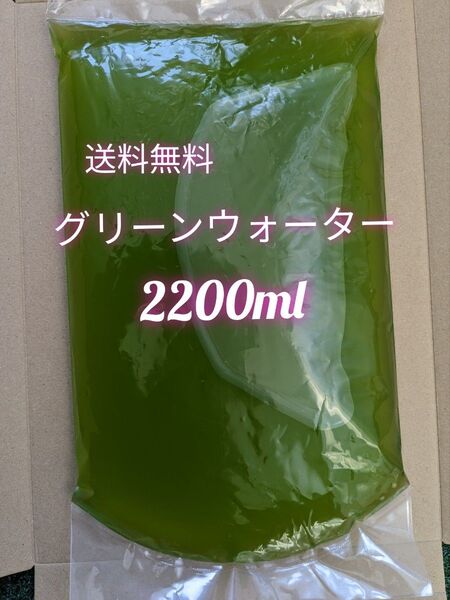グリーンウォーター 濃いめ 2200ml メダカ 稚魚 ミジンコ 針子 越冬