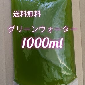 グリーンウォーター 濃いめ 1000ml メダカ 稚魚 青水 針子