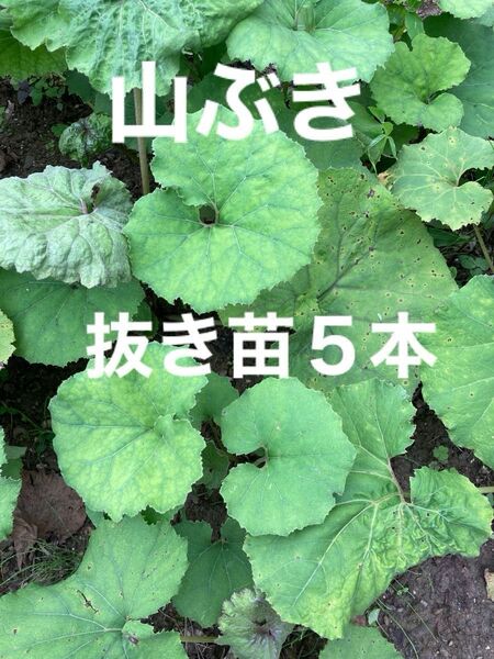 山蕗 抜き苗5本