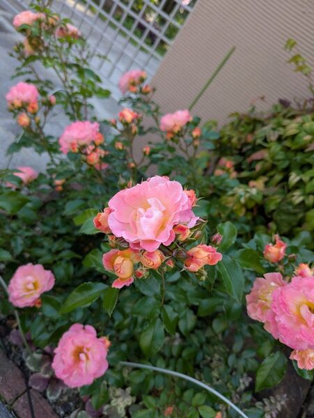 薔薇苗