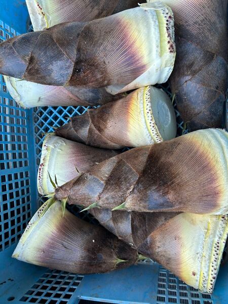 岩手県産たけのこ孟宗竹5kg、無農薬、自然栽培