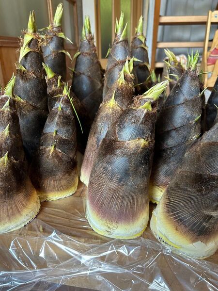 無農薬 たけのこ 岩手県産 米ぬか有り 自家竹林 筍