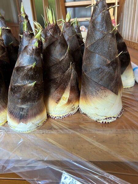 無農薬 自然栽培 たけのこ5kg 岩手県産 米ぬか付き 孟宗竹