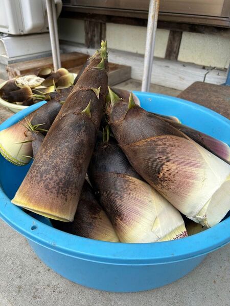 たけのこ 無農薬 筍 タケノコ 岩手県産 孟宗竹 米ぬか付き 5kg