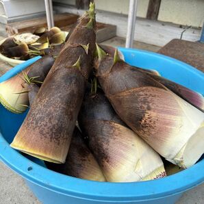 岩手県産たけのこ孟宗竹5kg米ぬか付き