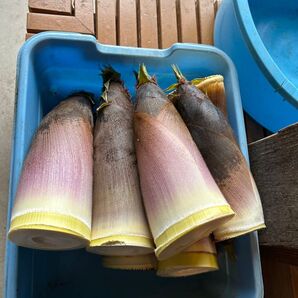 岩手県産たけのこ孟宗竹5kg米ぬか付き