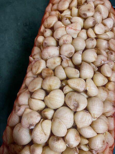 青森県産 福地ホワイト六片 にんにく 大中 ムキ バラ 10kg